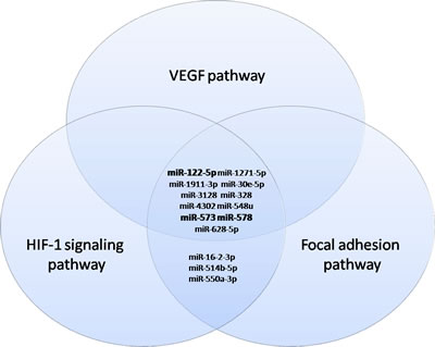 Venn diagrams representing commonly deregulated miRNAs in the VEGF, Focal adhesion and HIF-1 signaling pathways.