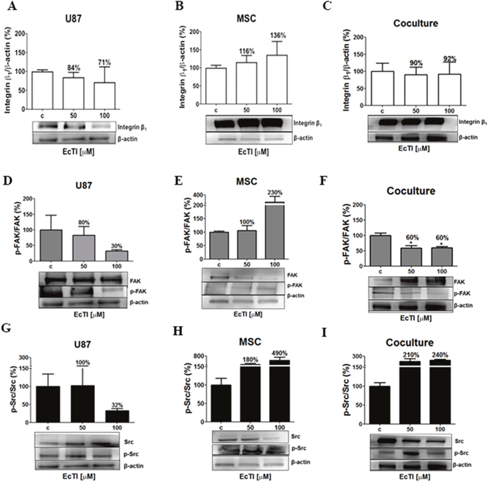 Effects of EcTI on integrin expression and intracellular signalling.