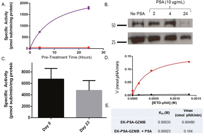 EK-GZMB-TRP is a PSA-activated Granzyme B mutant.