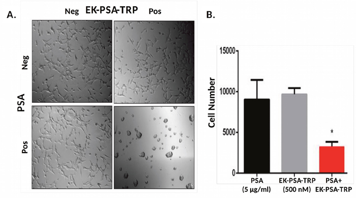 EK-PSA-TRP inhibits LNCaP cell growth selectively in the presence of PSA.