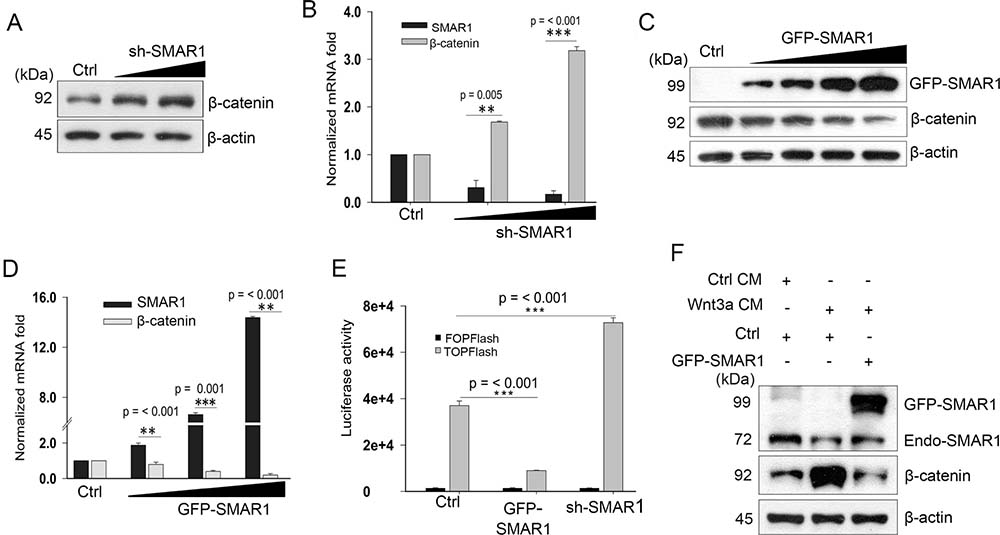 SMAR1 inhibits Wnt/&#x03B2;-catenin signaling pathway.