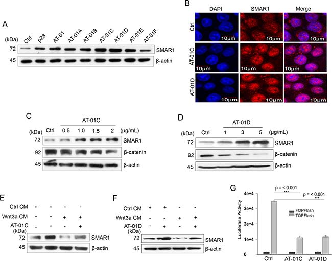 Microbial peptides attenuate Wnt/&#x03B2;-catenin signaling.