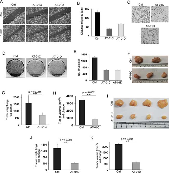 AT-01C and AT-01D exhibit anti-cancer potential.