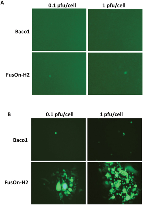 Transduction of nectin-2 gene into CHO-K1 cells allow the entry of both Baco-1 and FusOn-H2 but only enables the later to spread cell-cell.