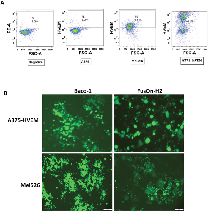 Transduction of HVEM to A375 cells allow both Baco-1 and FusOn-H2 entry and spread.