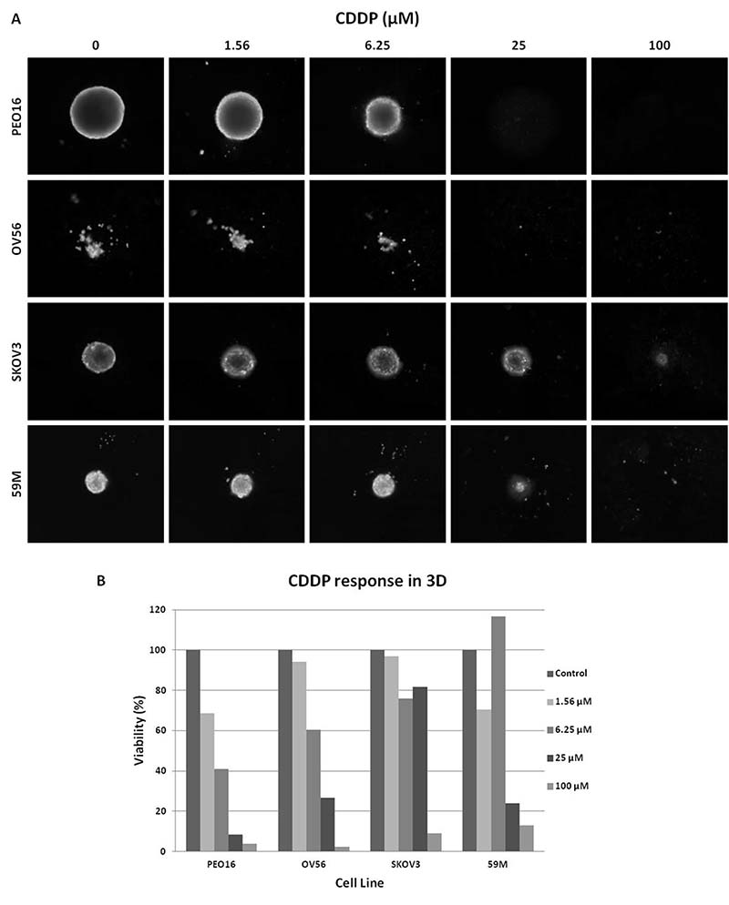 Dose-dependent sensitivity of Spheroids from 4 of the cell lines analyzed, with compact morphology.