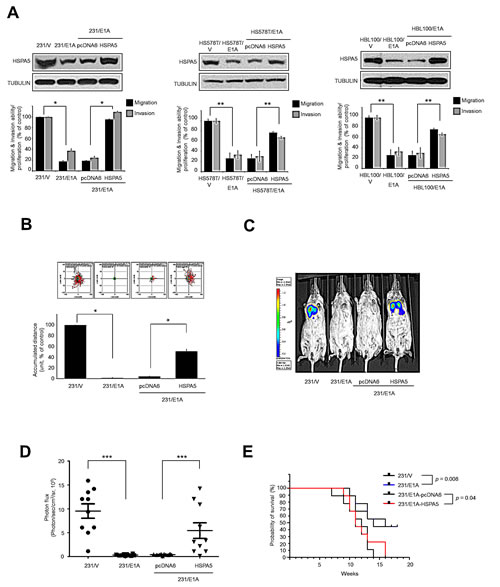 HSPA5 repression is required for E1A-mediated metastasis suppression.