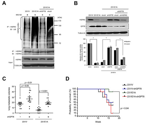 GP78 is an E3 ubiquitin ligase of HSPA5 and a tumor suppressor of breast cancer.