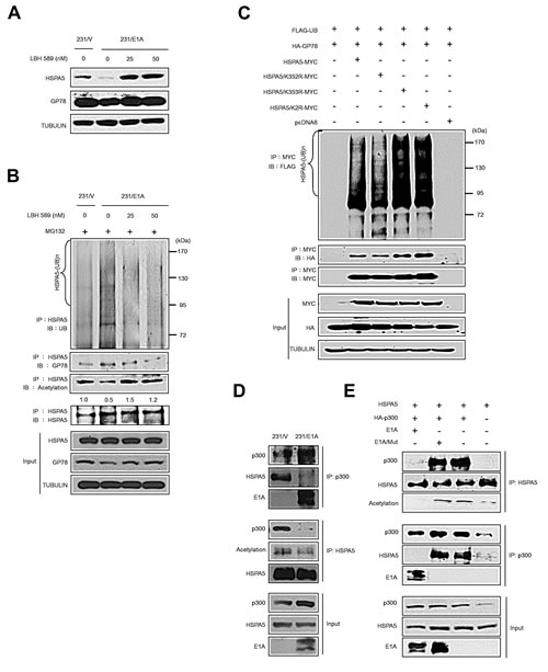 E1A prevents p300-mediated HSPA5 acetylation and promotes ubiquitin-dependent proteolysis of HSPA5.