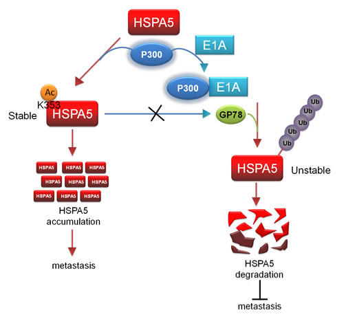 p300/E1A complex-regulated HSPA5 deacetylation is critical for subsequent HSPA5 proteolysis and inhibition of metastasis.