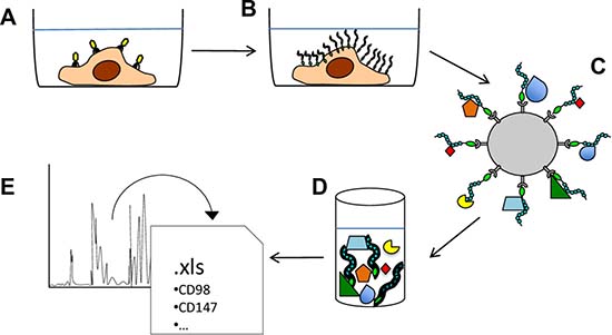 Schematic representation of the experimental approach used to identify PTPRJ-interacting proteins.