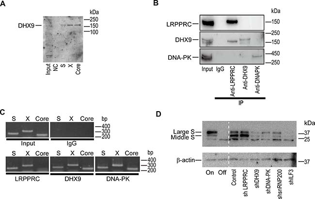 DExH-box helicase 9 (DHX9) knockdown downregulates viral protein levels.