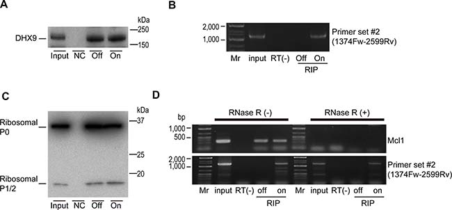 DHX9 and ribosomal proteins are associated with viral circular RNA.