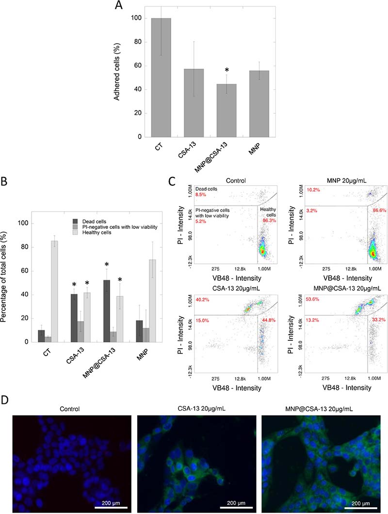 The impact of CSA-13 and MNP@CSA-13 on viability and adhesion of treated MCF-7 cells.