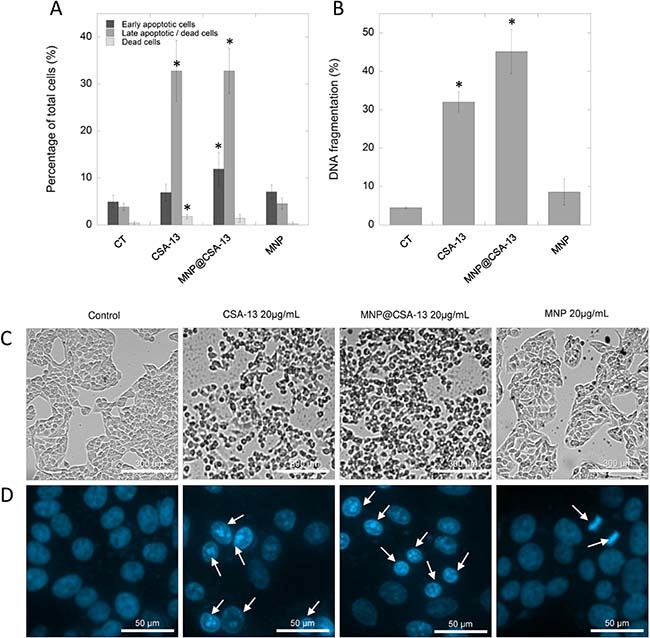 Induction of apoptosis and DNA fragmentation in MCF-7 cells by CSA-13 and its magnetic derivative.