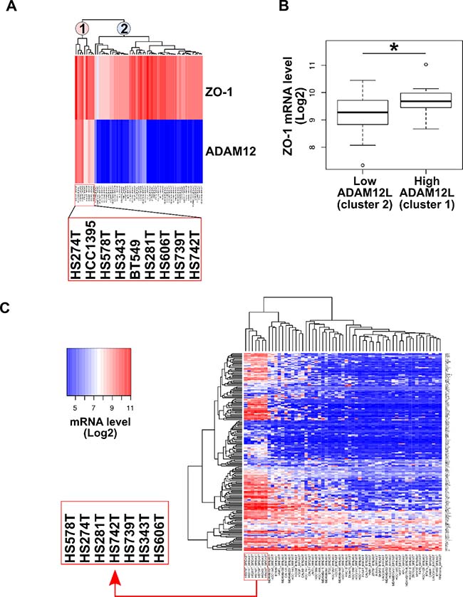 ADAM12L and ZO-1 gene expression in a panel of 59 breast cancer cell lines.