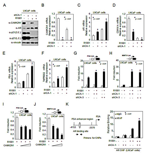 CAMK2N1 inhibited AR expression and transactivation.