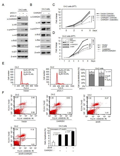CAMK2N1 contributes to castration-resistant cell growth through AR-dependent signaling, and re-introduction of CAMK2N1 revert castration-resistance of prostate cancer cells.