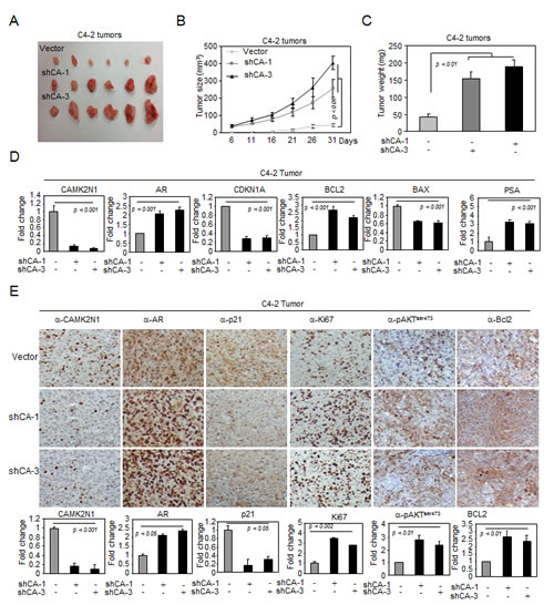 CAMK2N1 inhibits AR-positive prostate tumor growth in vivo.