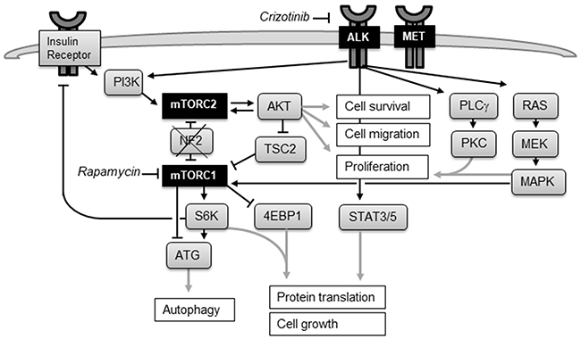 The mTOR and ALK signaling network.