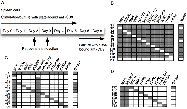 Transformation of mature T cells in vitro.