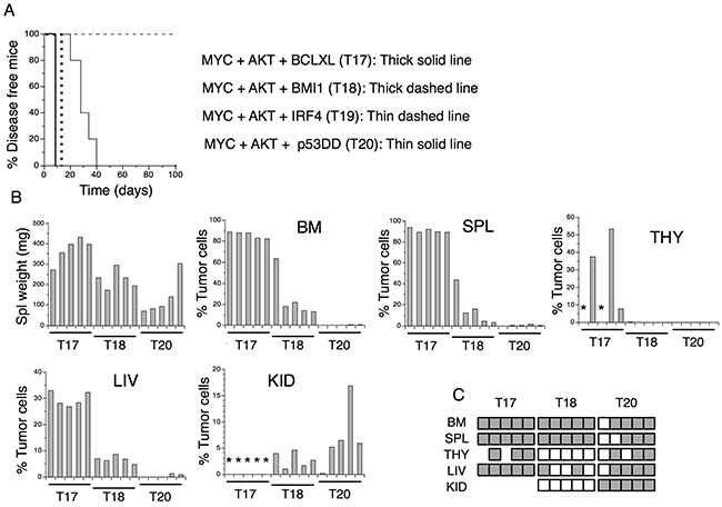 Transformed T cells form aggressive tumors in vivo.