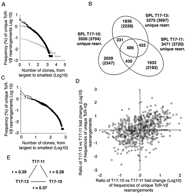 Tumor transformed T cells are polyclonal.