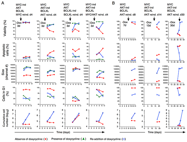 Consequences on transformed T cell growth characteristics after re-induction of MYC, AKT and BCLXL expression.