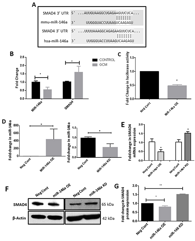 MiR-146a is downregulated in GCM treated microglia and targets SMAD4.