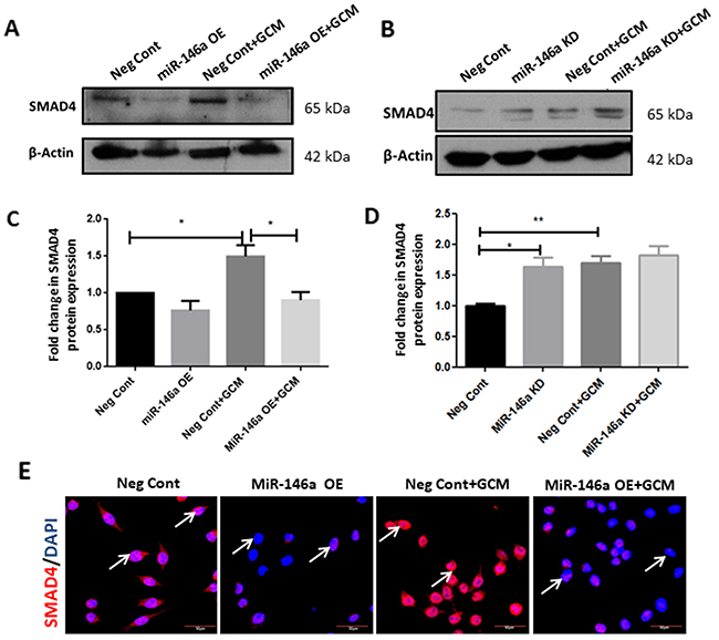 MiR-146a regulates SMAD4 in GCM-treated microglia.