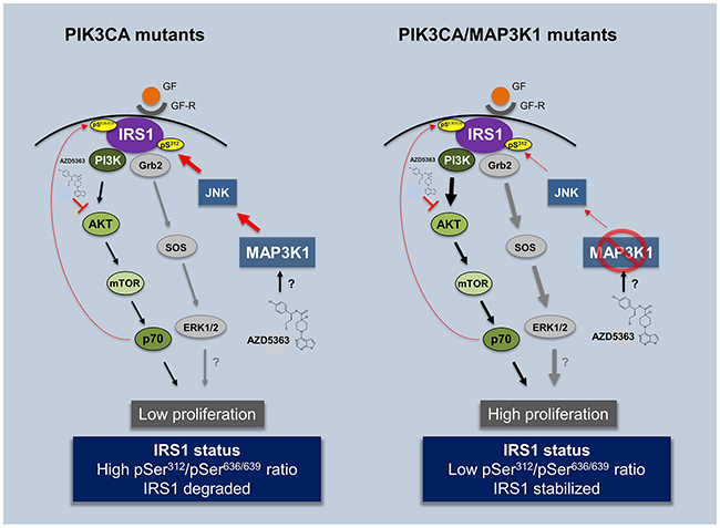 Impact of AZD5363 treatment in PIK3CA and double mutant PIK3CA/MAP3K1 patients.