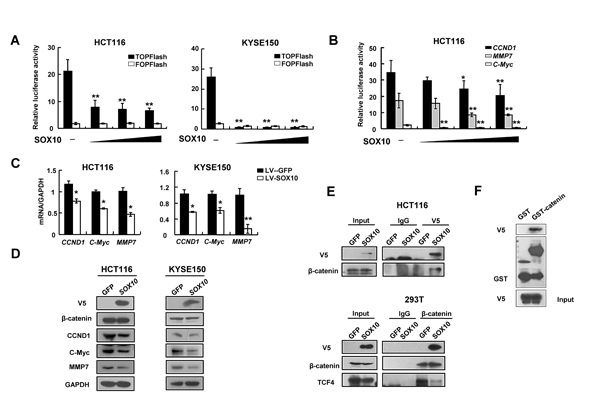 SOX10 suppresses Wnt signaling via compete with TCF4 to bind &#x3b2;-catenin.