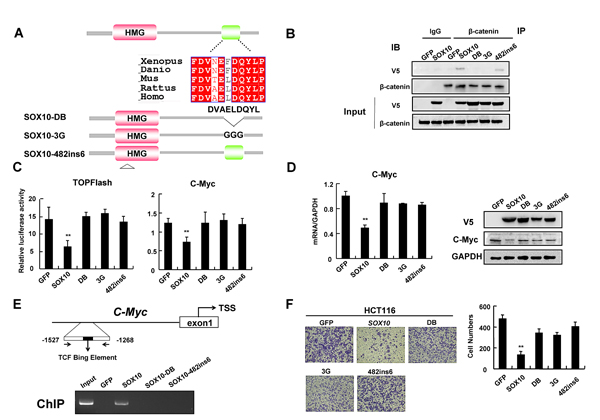 Interaction of SOX10 with &#x3b2;-catenin and its DNA binding ability are required for tumor suppression.