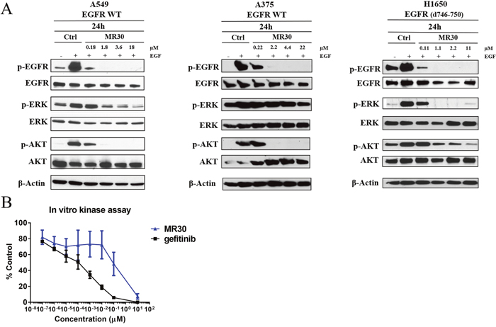 Effects of MR30 on cell signaling.