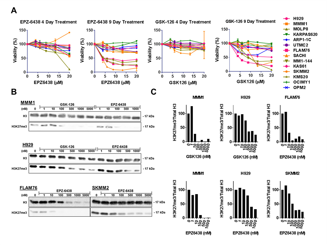EZH2 inhibition induces H3K27 demethylation in all HMCLs and decreases viability in a subset of HMCLs.