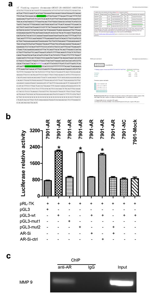 Fig.4: AR enhances MMP9 expression by binding to its promoter region in SGC-7901 cells.