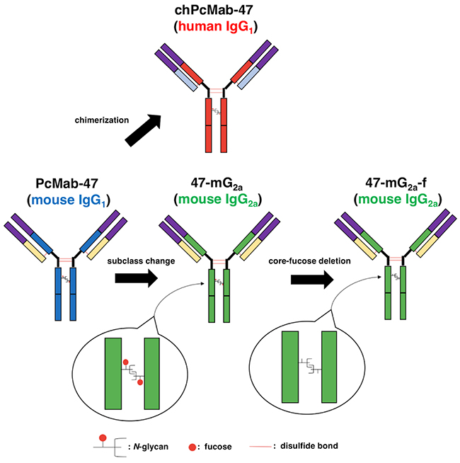 Schematic illustration of PcMab-47, 47-mG2a and 47-mG2a-f.