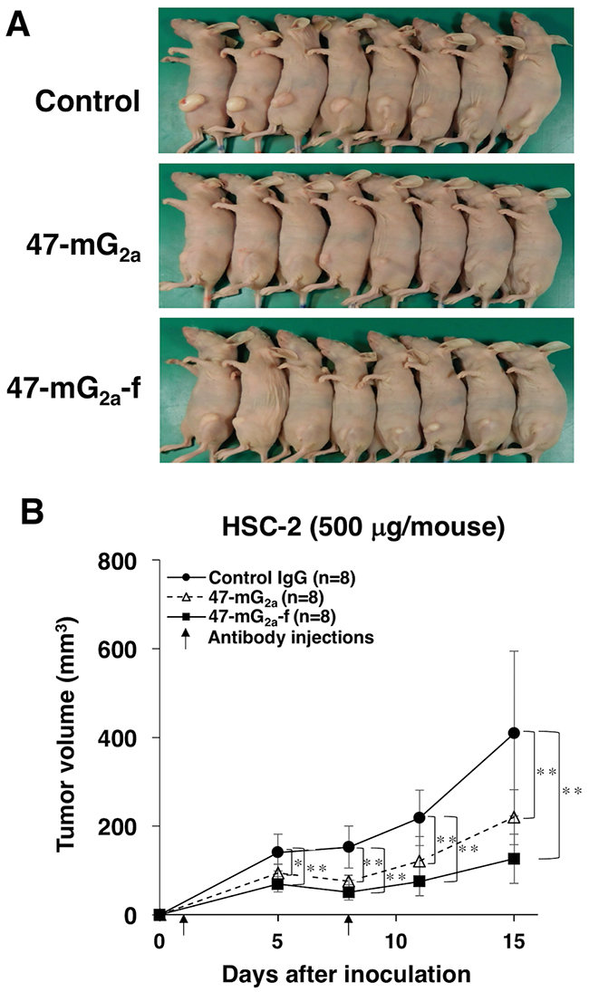 Antitumor activity of 47-mG2a and 47-mG2a-f against HSC-2 xenografts (500 &#x03BC;g/day; 25 mg/kg).