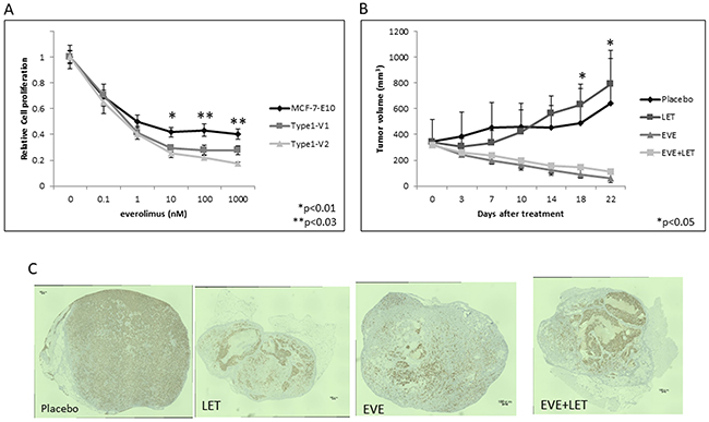 Effects of everolimus in various EDR cell types in vitro and in vivo.