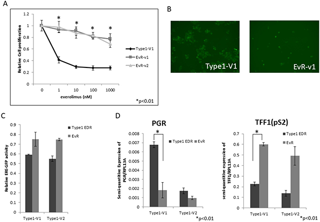 EvR cell establishment and characterization.