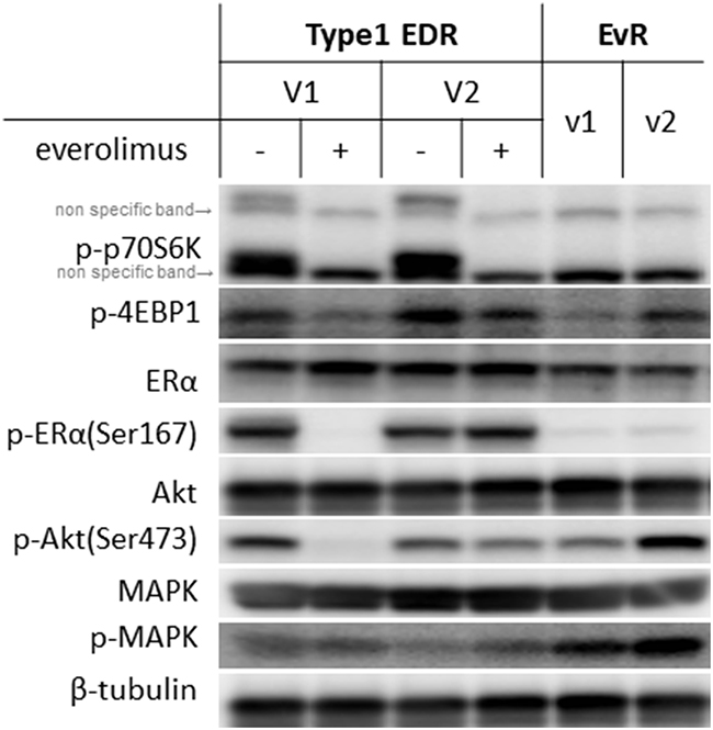 Protein levels in Type 1 EDR-V1 and V2 cells and in EvR (v1, v2) cells generated from EDR-V1 cells.