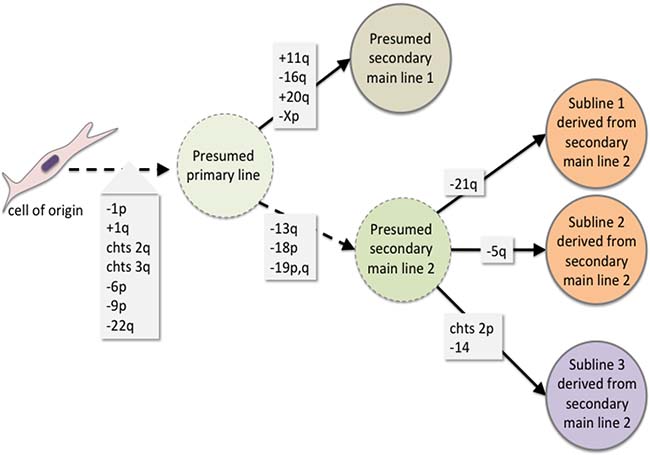 Scheme summarizing the proposed genetic evolution of the tumor cell population leading to intratumoral genetic heterogeneity and malignant transformation, respectively.