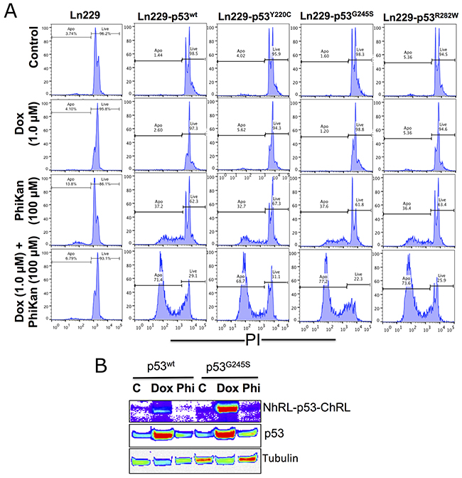 Therapeutic response of parental Ln229 cells and Ln229 cells stably expressing split-Renilla luciferase complementation biosensor with different p53 mutants (p53wt, p53Y220C, p53G245S, p53R282W) in response to Doxorubicin (Dox) alone or in combination with PhiKan083, and its associated p53 protein stabilization in cells.
