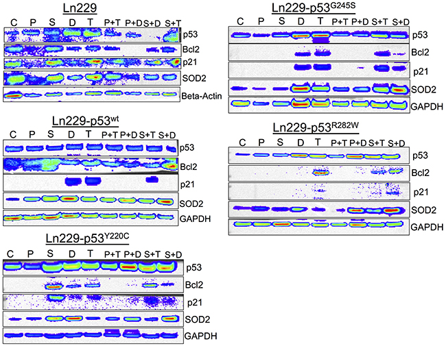Differential expression of p53 responsive pathway proteins (p21, Bcl2 and SOD2) in response to the treatment of PhiKan083 and SCH529074 in combination with Dox and TMZ (C: Control, P: PhiKan083-50 &#x03BC;M, S: SCH529074-1. 25 &#x03BC;M, D: Dox-1 &#x03BC;M, T: TMZ-100 &#x03BC;M, P&#x002B;D: PhiKan083-50 &#x03BC;M and Dox-1 &#x03BC;M, P&#x002B;T: PhiKan083-50 &#x03BC;M and TMZ-100 &#x03BC;M, S&#x002B;D: SCH529074-1.25 &#x03BC;M and Dox-1 &#x03BC;M, S&#x002B;T: SCH529074-1.25 &#x03BC;M and TMZ-100 &#x03BC;M).