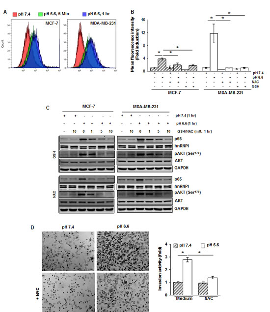 The acidosis-induced activation of NF-&#x3ba;B and AKT is mediated through ROS generation.