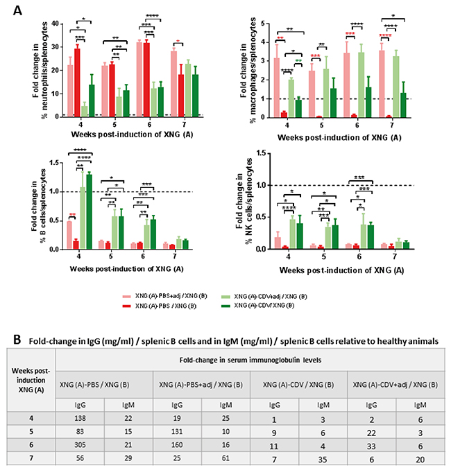 Effect of adjuvant treatment (aluminum hydroxide and MPL) on splenic immune cell infiltration and on serum immunoglobulin levels in mice bearing double SiHa cells xenografts.