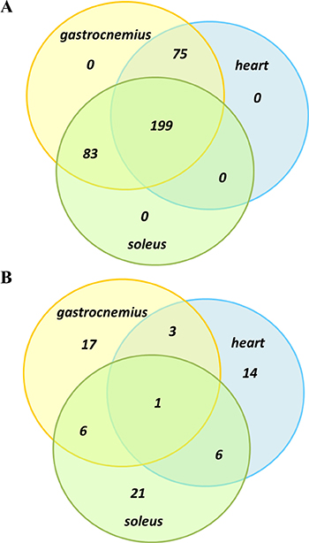 Venn diagram comparison of protein overlap between muscle groups.