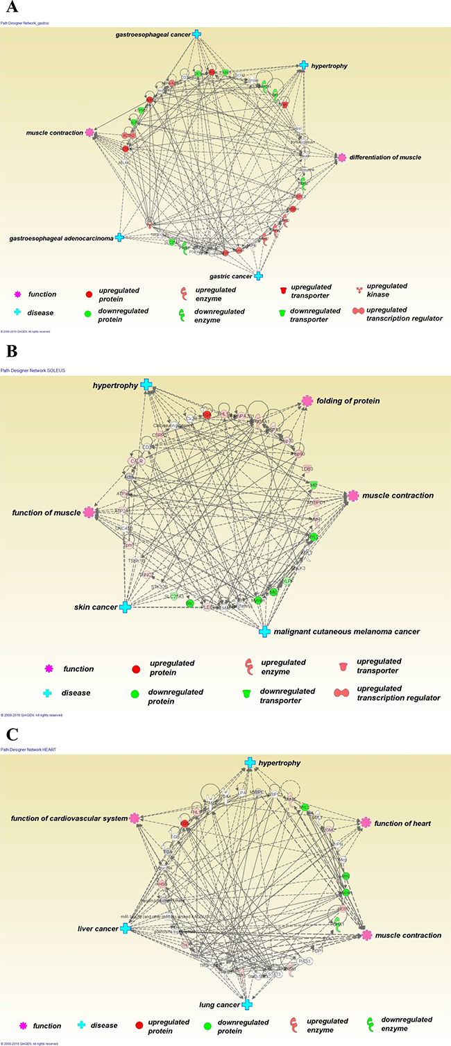 Ingenuity Pathway Analysis (Qiagen 2015) was used to explore relationships of the differentially expressed proteins to each other and to diseases and functions.