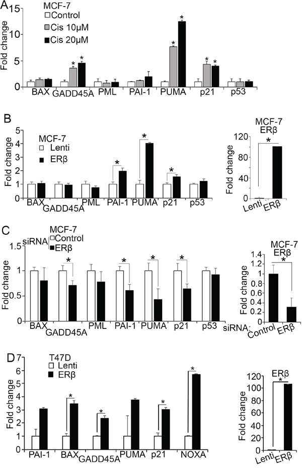 ER&#x03B2; increases p53 transcriptional activity.