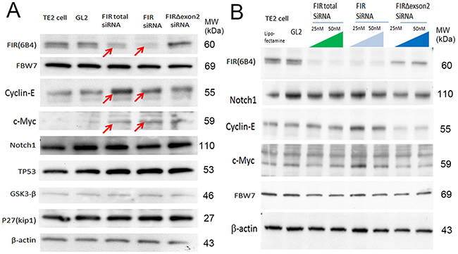 FIR&#x0394;exon2 was required for cyclin E expression in ESCC cells.